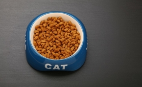 La mejor comida para gatos sin cereales 18